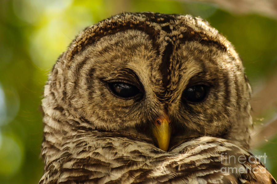 Barred Owl Cloesup Photograph by George Kenhan