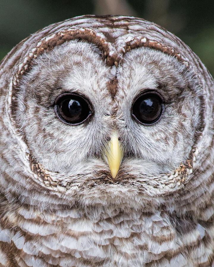 Barred Owl Close Up Photograph