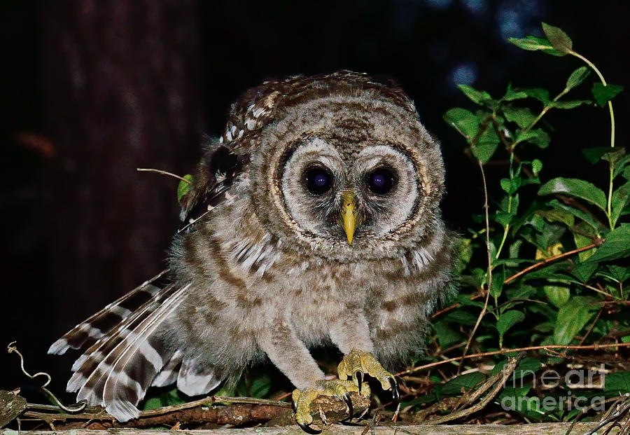 Barred Owl Crouches to Spring Photograph by Wayne Nielsen