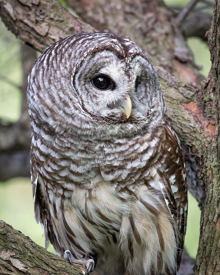 Barred Owl Photograph by Dale Kincaid