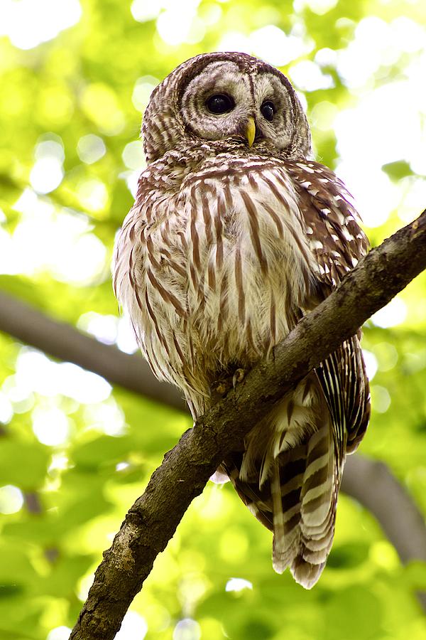 Nature Photograph - Barred Owl by Dan Ferrin