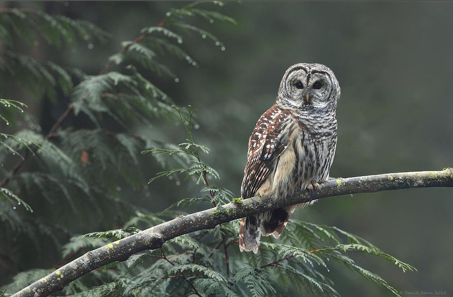 Barred Owl  Photograph by Daniel Behm