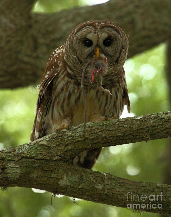 Barred Owl Eating A Rat Photograph by Adam Jewell
