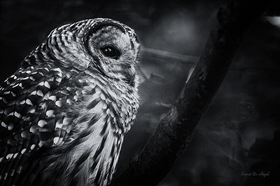 Barred Owl Photograph by Everet Regal