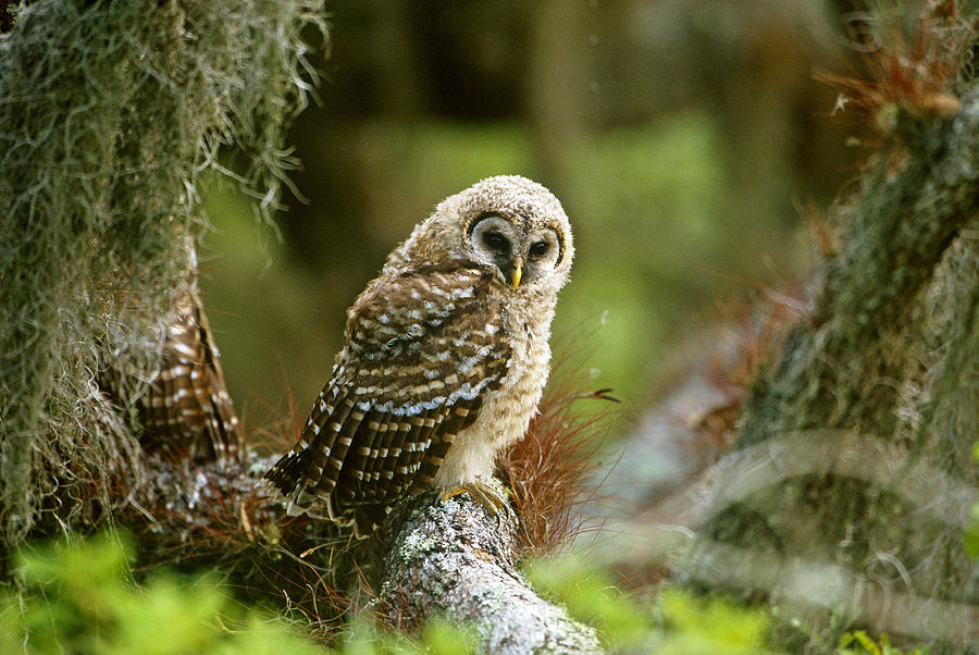 Barred Owl Fledgling Photograph by Paul J. Fusco