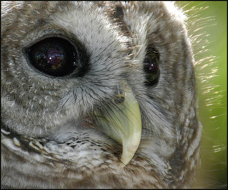 Barred Owl  Photograph by Geraldine Alexander