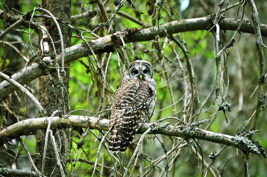 Barred Owl Photograph by Greg Norrell
