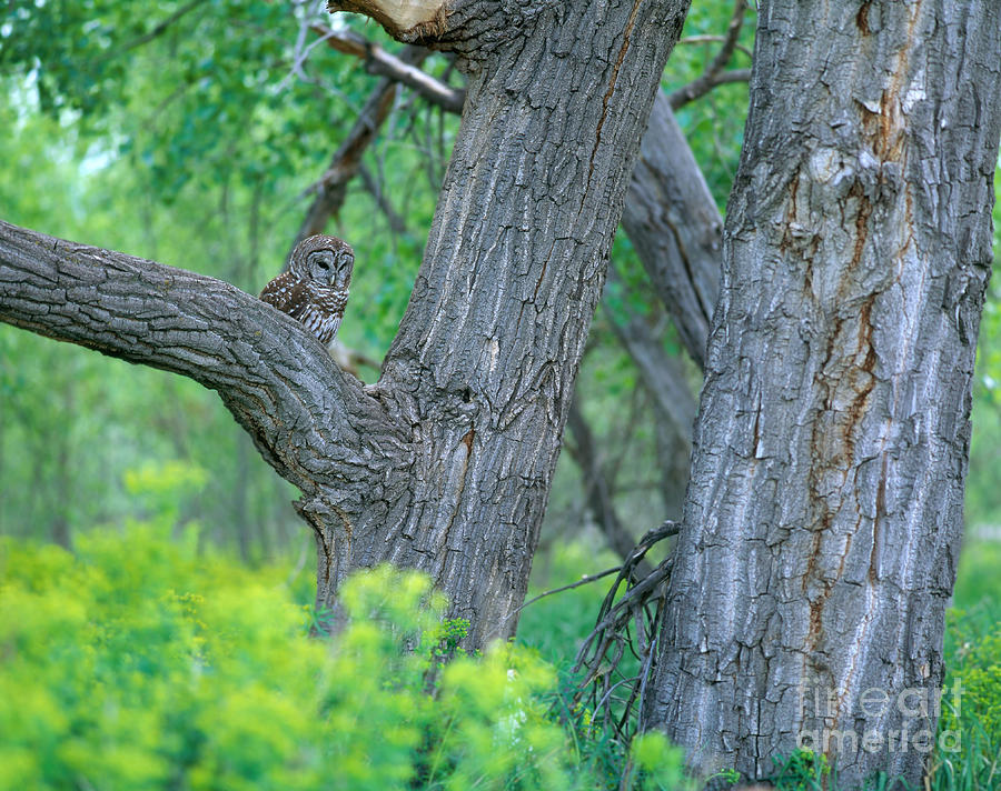 Barred Owl Photograph by Hans Reinhard