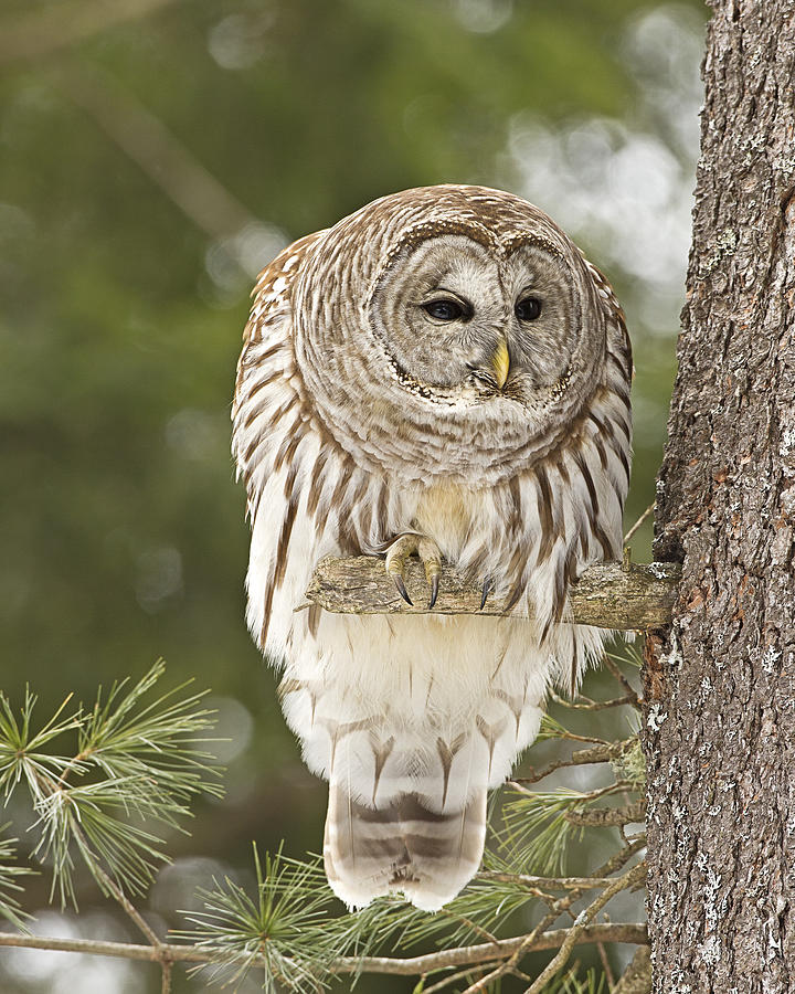 Barred Owl Hunting Photograph by John Vose