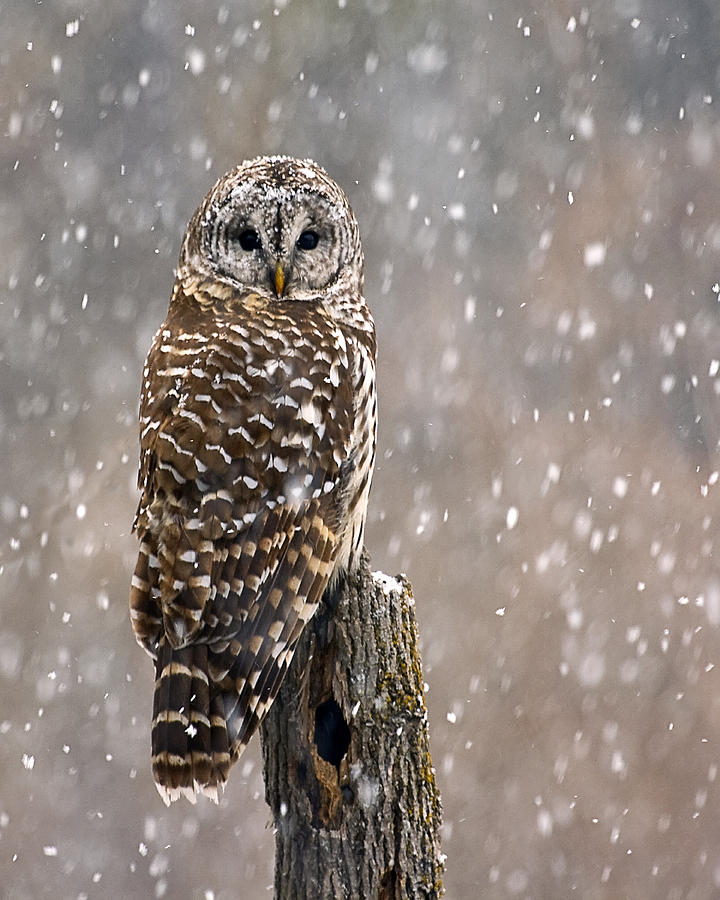 Barred Owl in a New England Snow Storm Photograph by John Vose