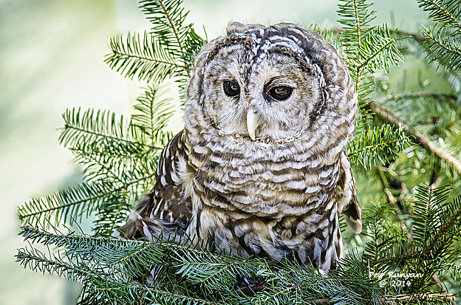 Barred Owl in Balsam Fir Photograph by Peg Runyan