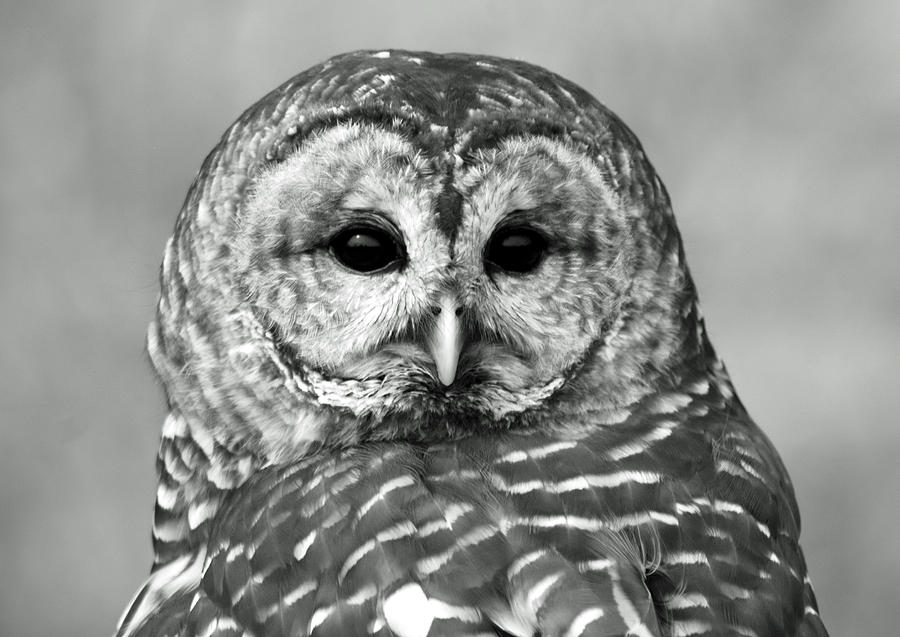 Barred Owl in Black and White Photograph by Richard Bryce and Family