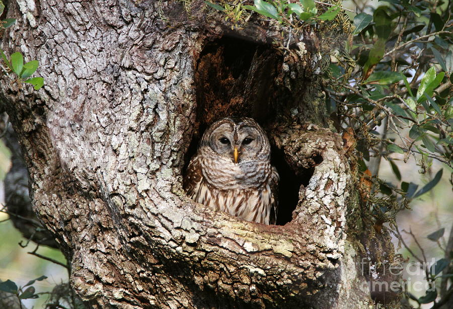Barred Owl In Cavity Photograph by Myrna Bradshaw