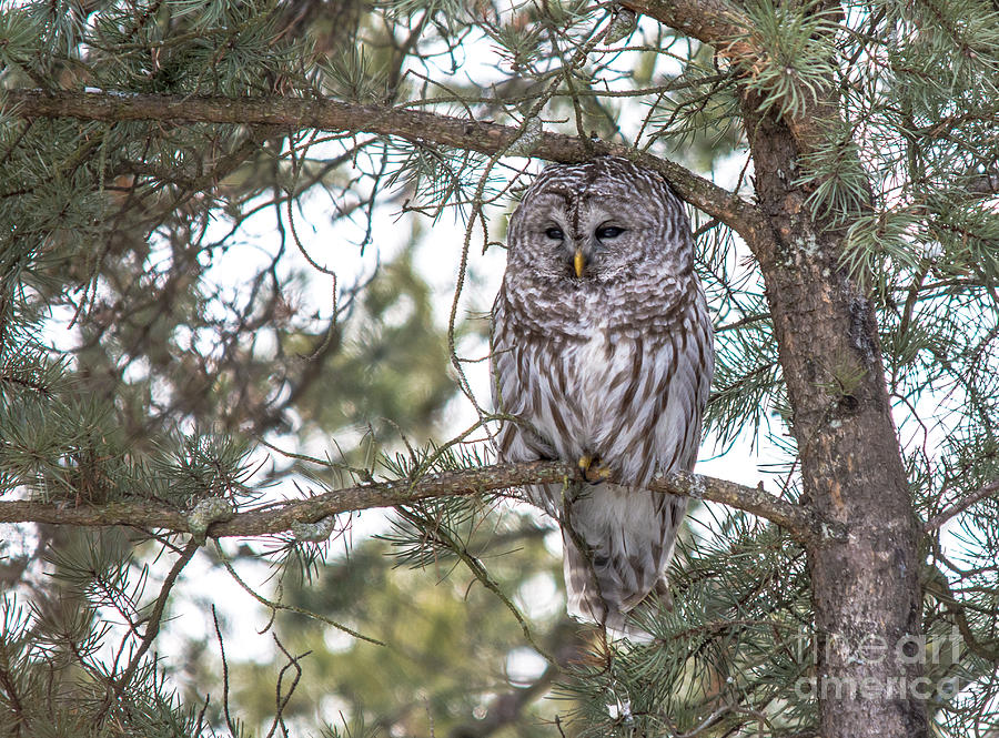 Barred Owl in Cedar Photograph by Cheryl Baxter