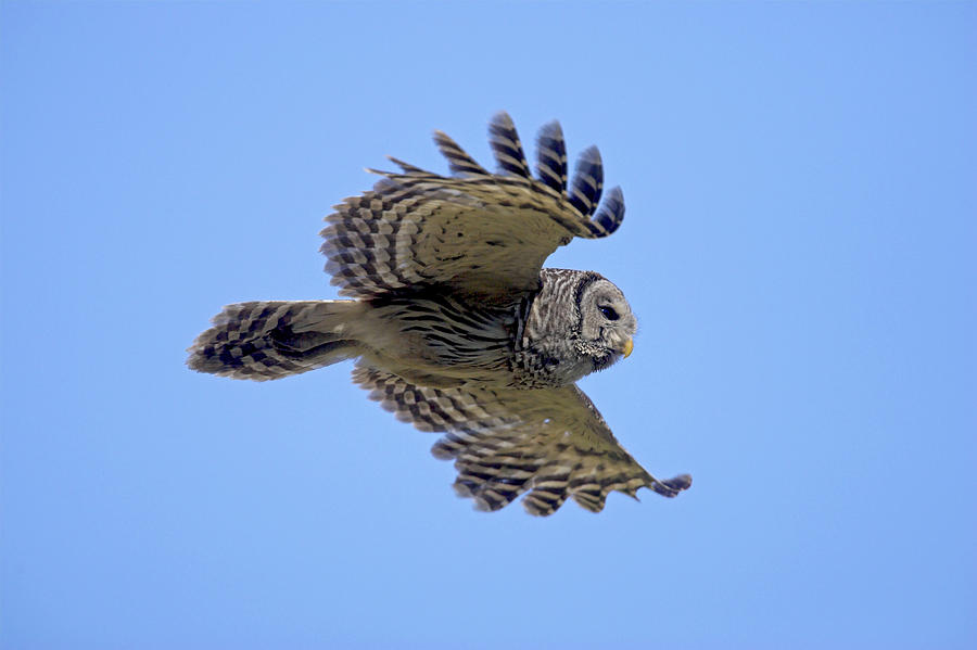 Barred owl in flight Photograph by D Robert Franz