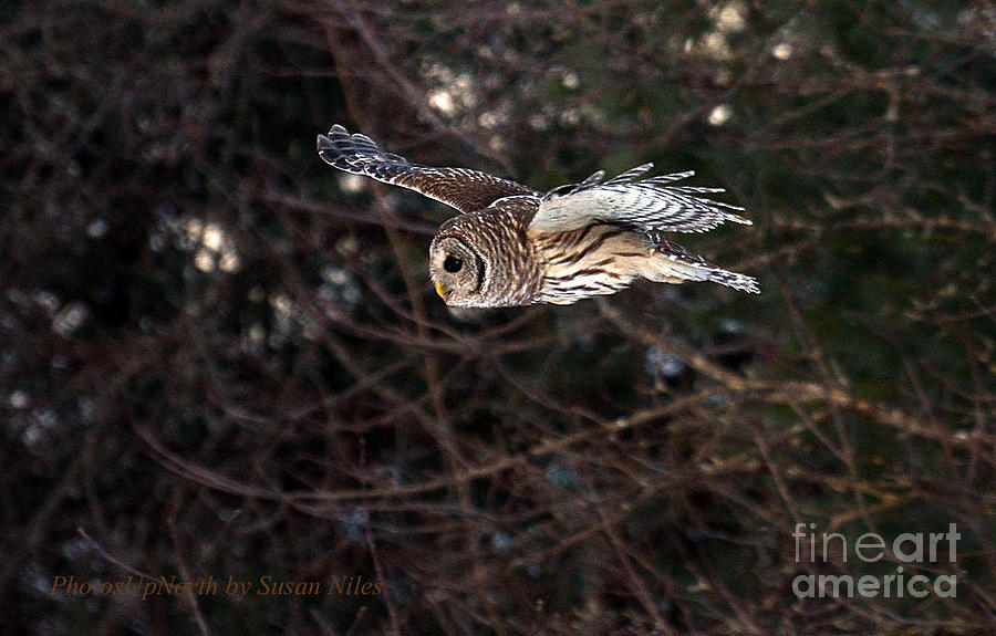 Barred Owl in Flight Photograph by Susan Niles - Fine Art America