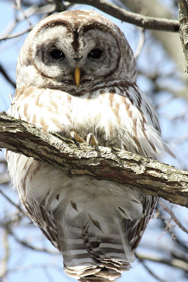 Barred Owl In The Back Yard Photograph by Nunweiler Photography