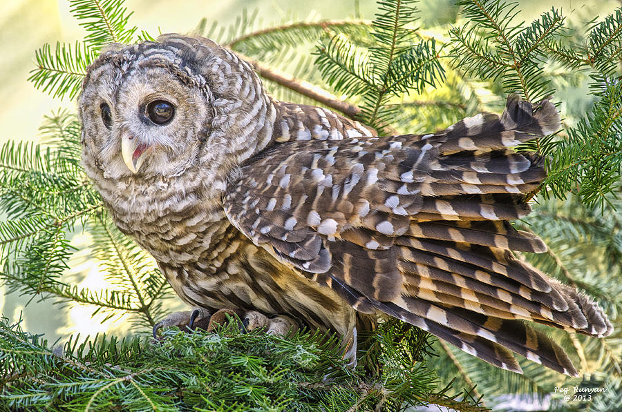 Barred Owl in the Pines Photograph by Peg Runyan