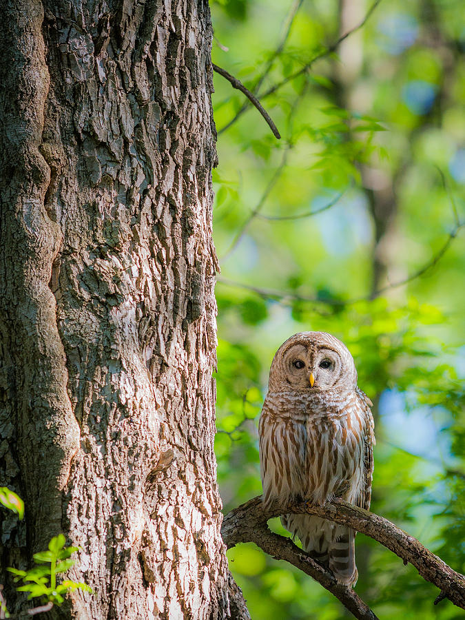 Owl Photograph - Barred Owl in Tree by Chris Hurst