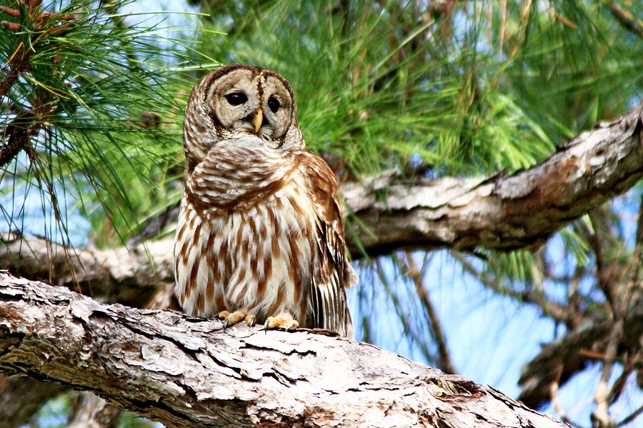 Animal Photograph - Barred Owl by Ira Runyan