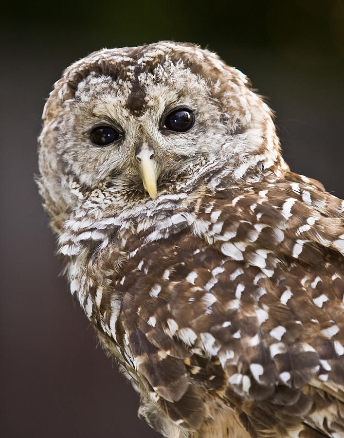 Barred Owl Photograph by Jack Nevitt
