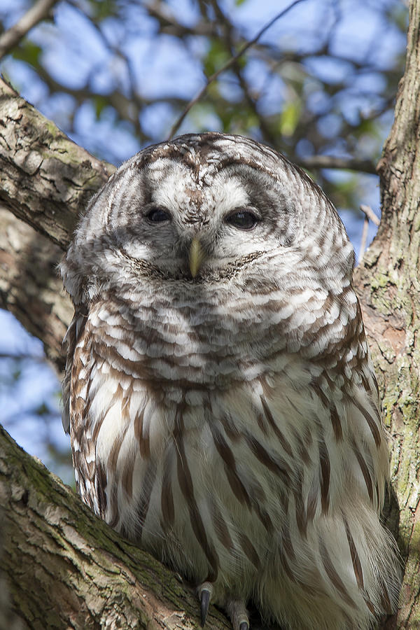 Bird Photograph - Barred Owl by Jack R Perry