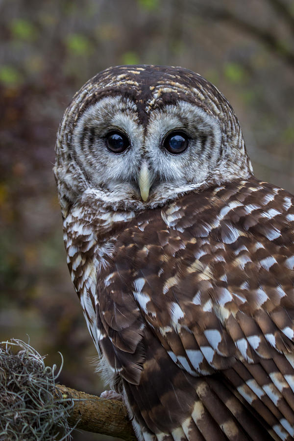 Barred Owl Photograph by James Woody