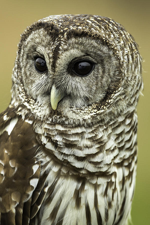 Owl Photograph - Barred Owl by Janet Fikar