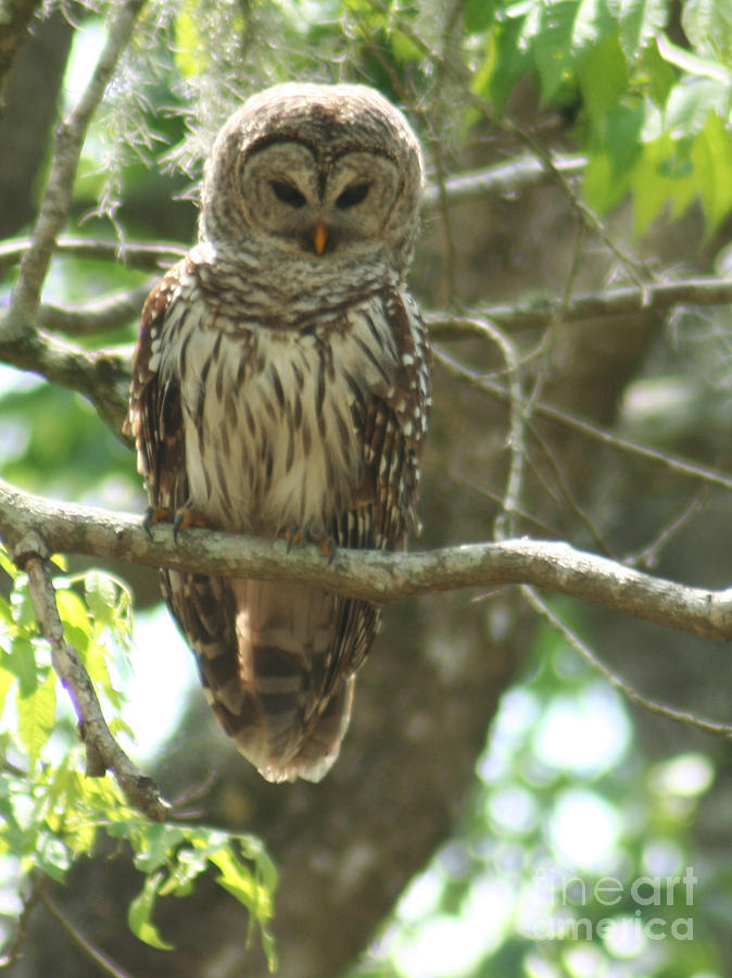 Barred Owl Photograph by Jimmie Bartlett
