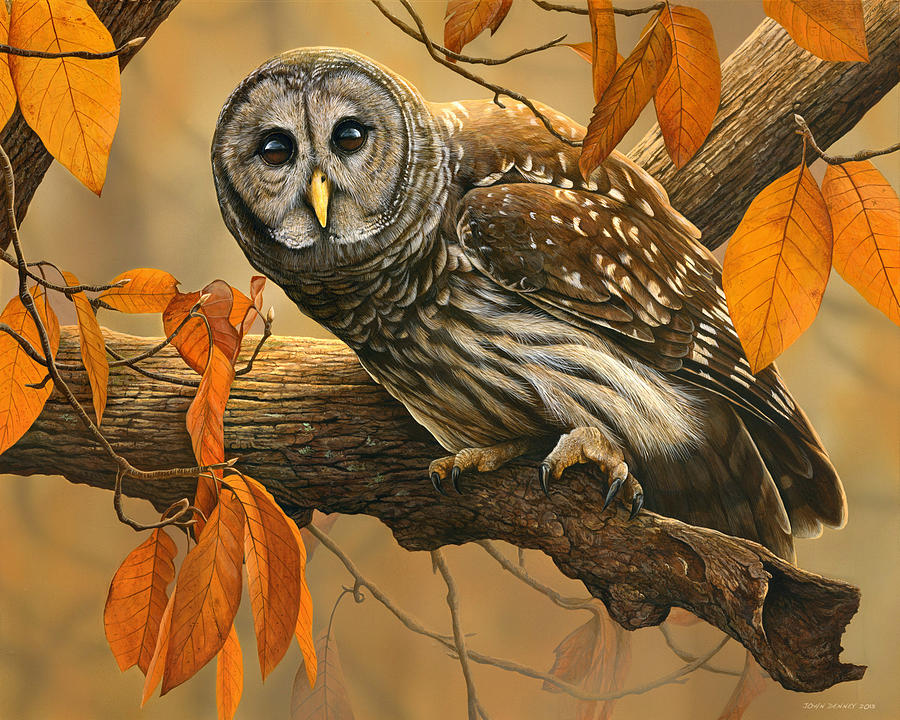 Barred Owl Painting By John Denney Pixels