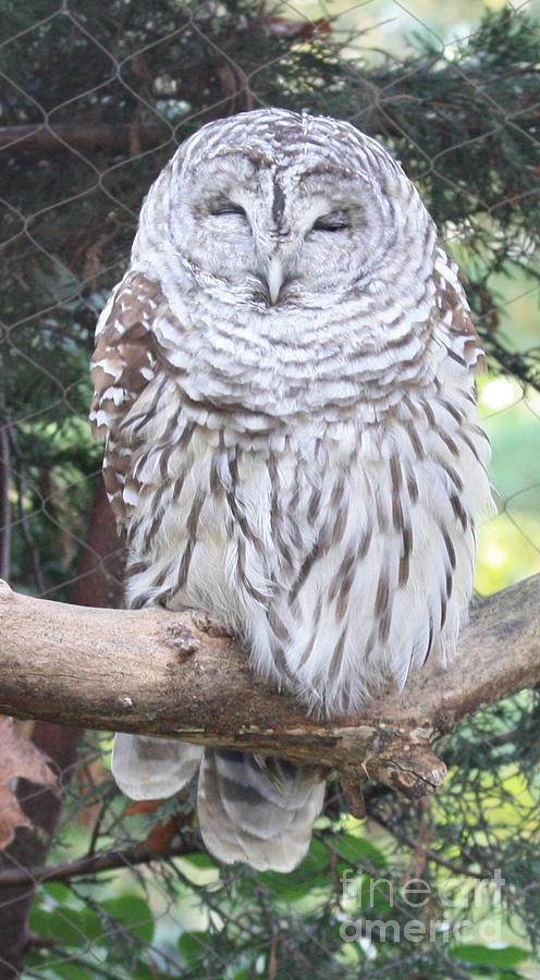 Barred Owl Photograph by John Telfer