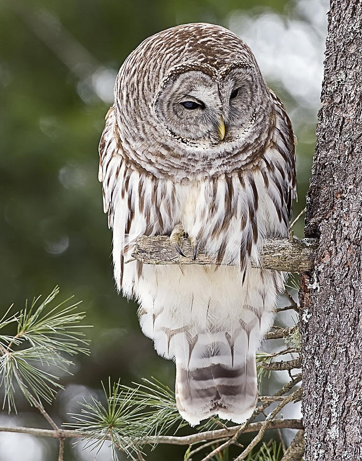 Barred Owl Photograph by John Vose