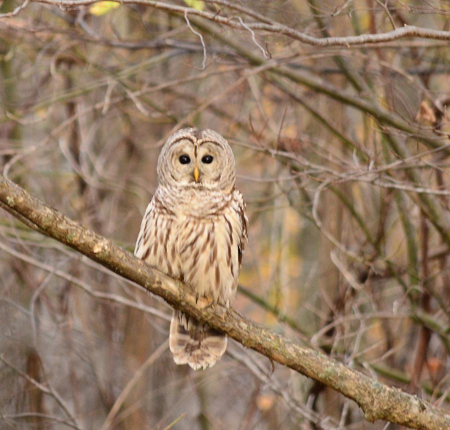 Barred Owl  Photograph by Judy Genovese