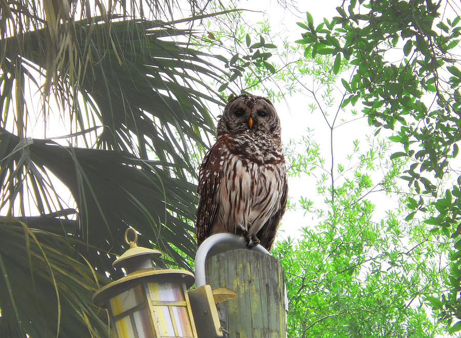 Barred Owl Photograph by Judy Hall-Folde