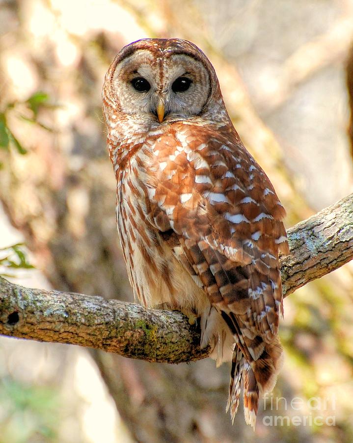 Barred Owl Photograph by Kathy Baccari