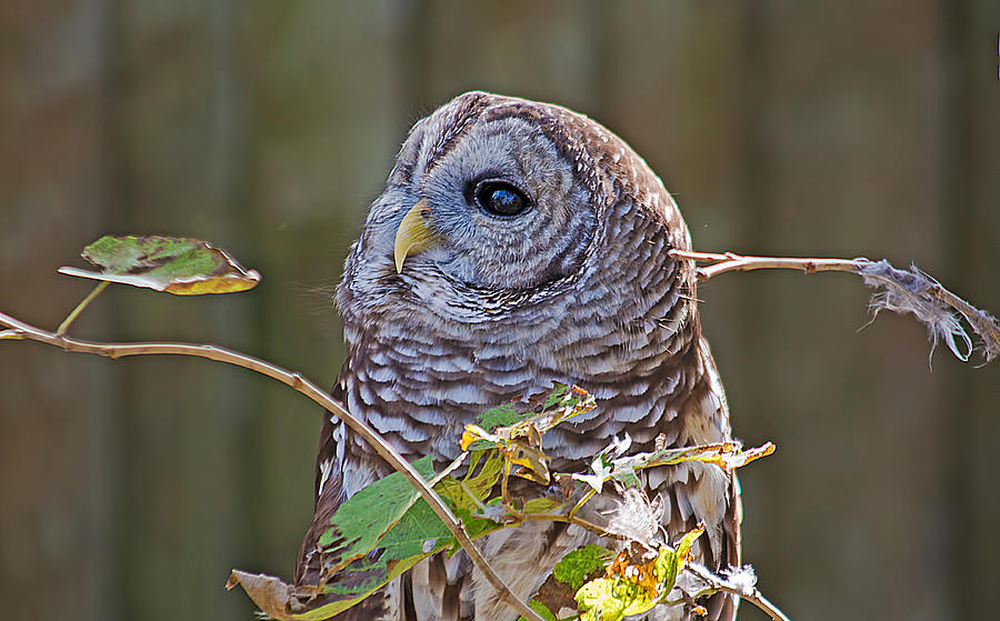 Barred Owl  Photograph by Kenneth Albin