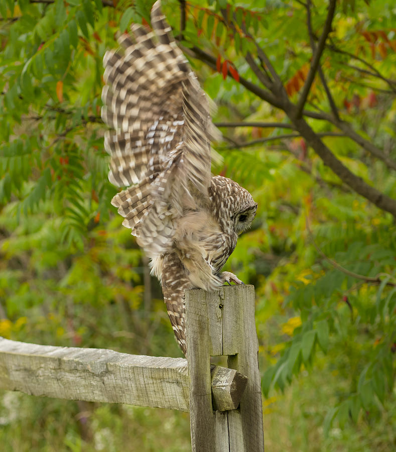 Barred Owl Landing Photograph by Tracy Winter