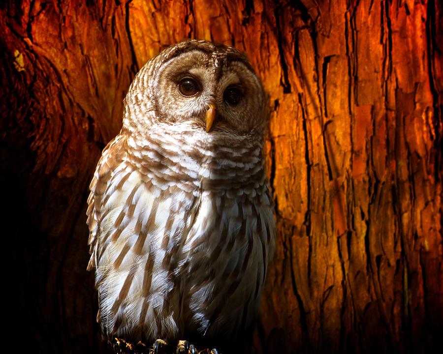 Barred Owl Photograph by Mark Andrew Thomas
