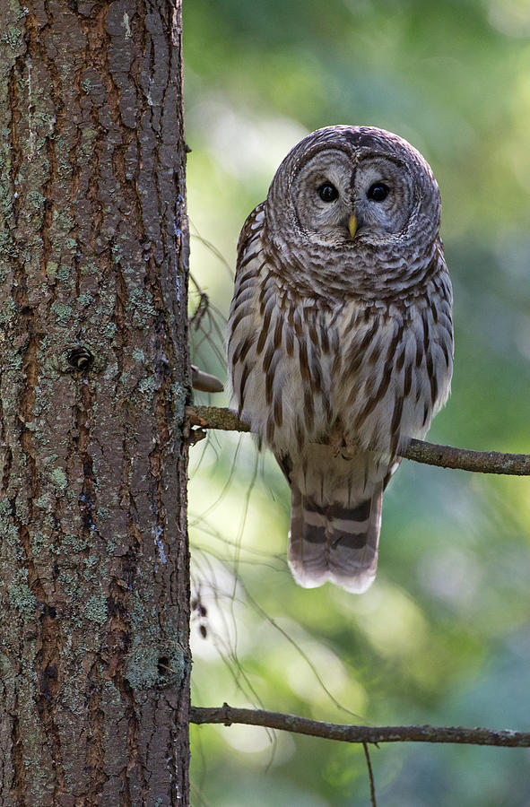 Barred Owl Photograph by Max Waugh