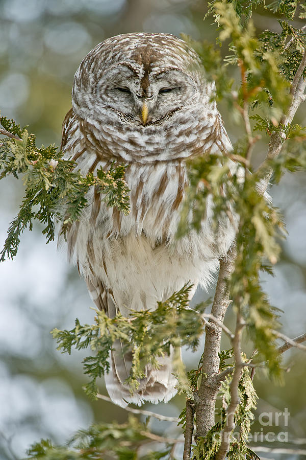 Barred Owl by Michael Cummings Barred Owl by Michael Cummings