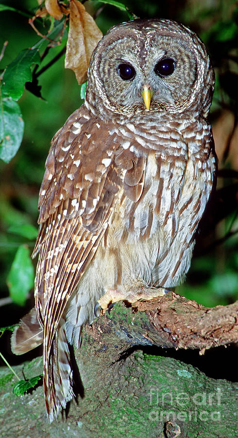 Barred Owl Photograph by Millard H. Sharp