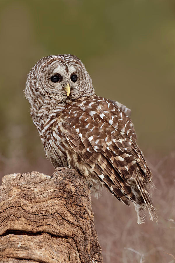 Adam Jones Photograph - Barred Owl, Montana by Adam Jones
