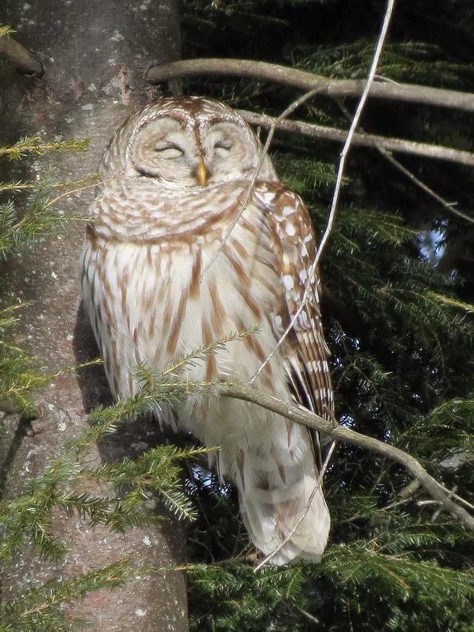 Barred Owl Photograph by MTBobbins Photography
