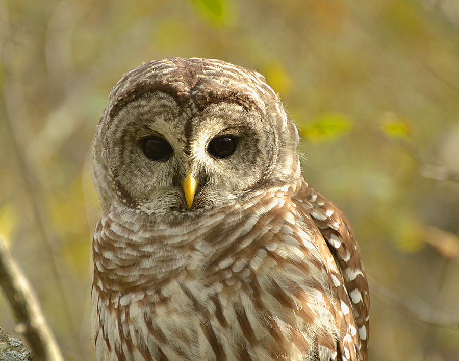 Barred Owl Photograph by Nancy Landry