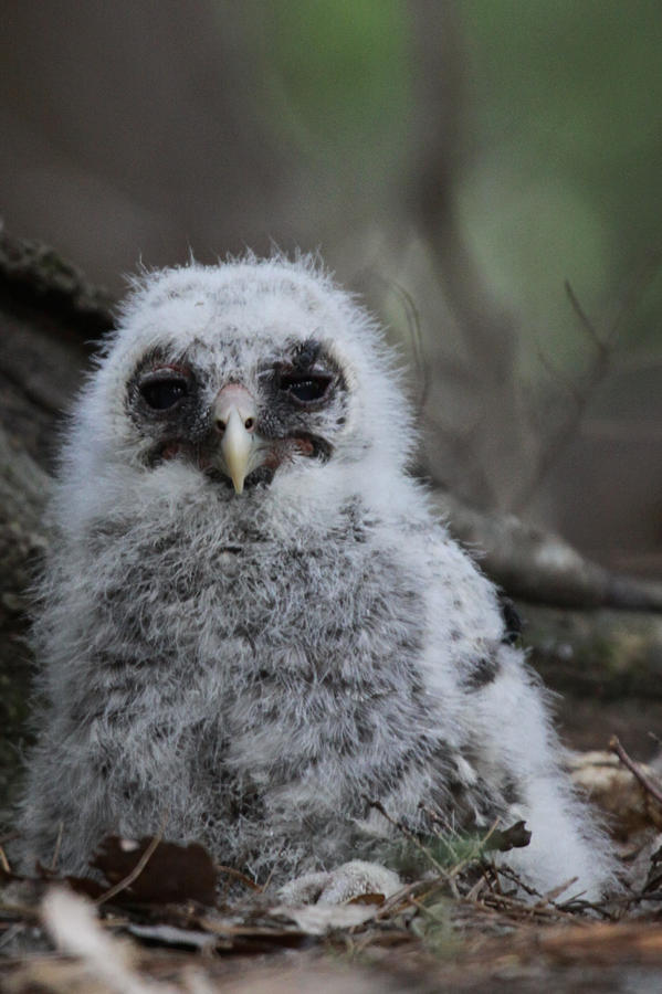 Barred Owl Nestling Photograph By Sharon Fiedler - Fine Art America