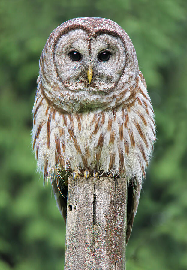 Owl Photograph - Barred Owl on a Fence Post by Jennie Marie Schell