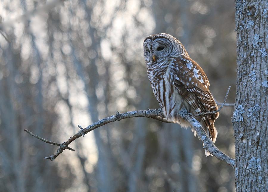 Barred Owl On A Winter Afternoon Photograph By Leslie Abram - Fine Art 