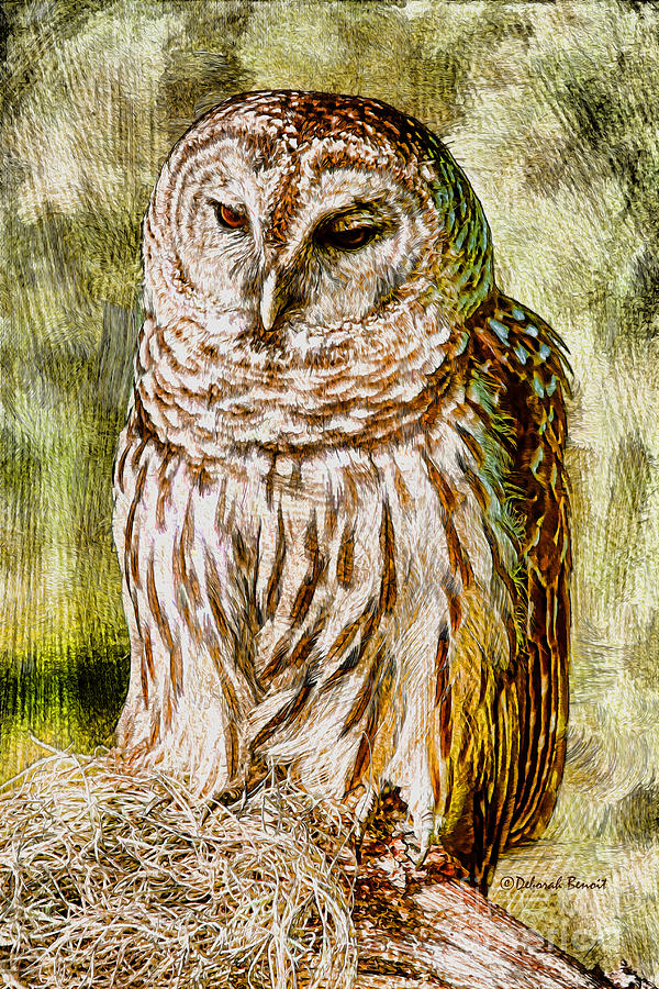 Barred Owl on Moss Photograph by Deborah Benoit