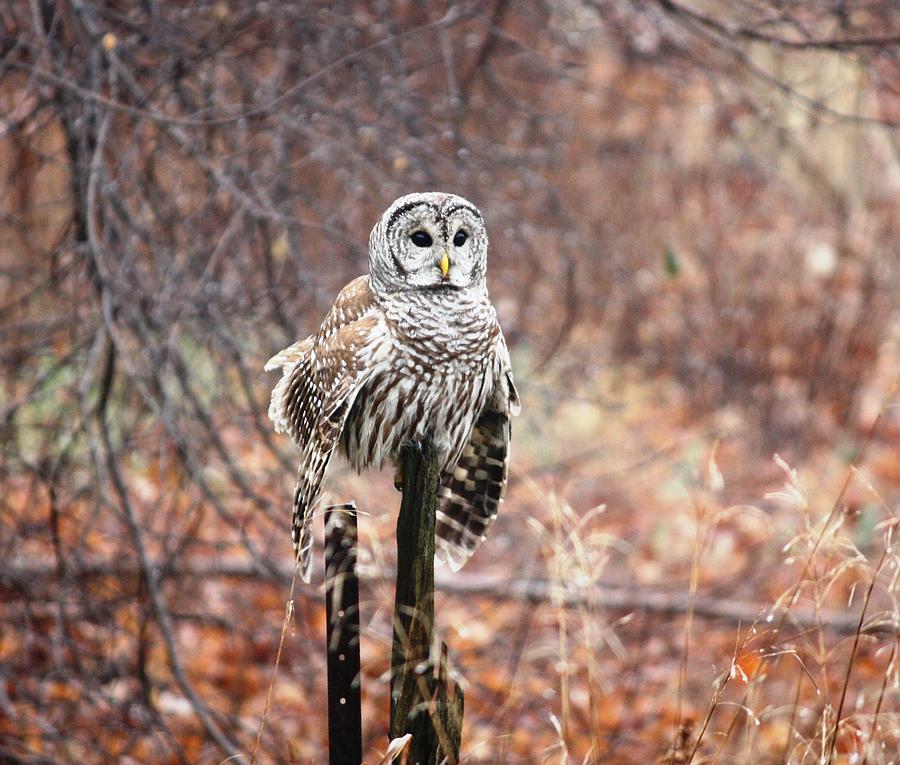 Barred Owl Photograph by Pat Purdy