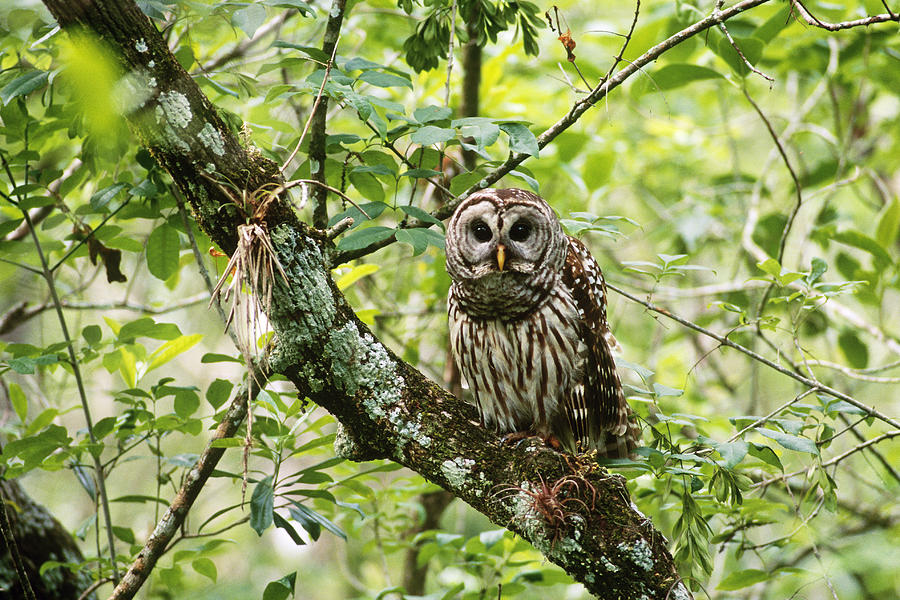 Barred Owl Photograph by Paul J. Fusco
